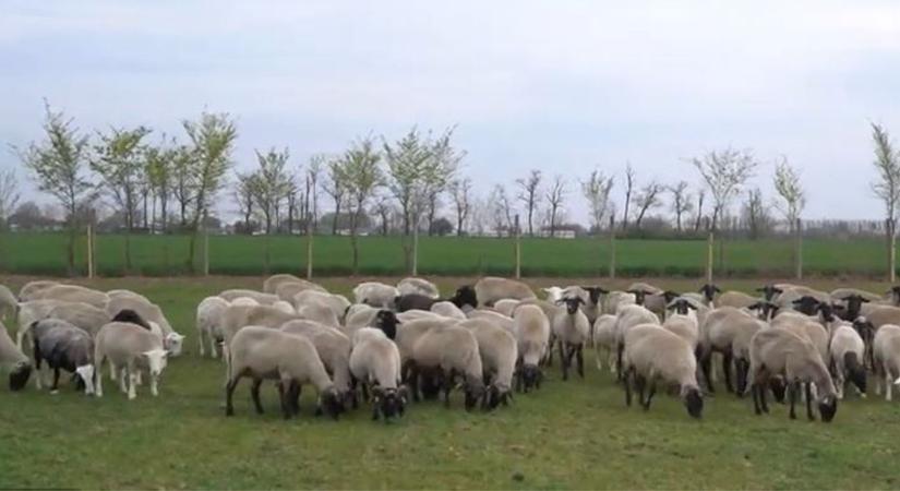 Stresszmentes tartás és több profit: A precíziós eszköz, ami megváltoztatja a juhászatot