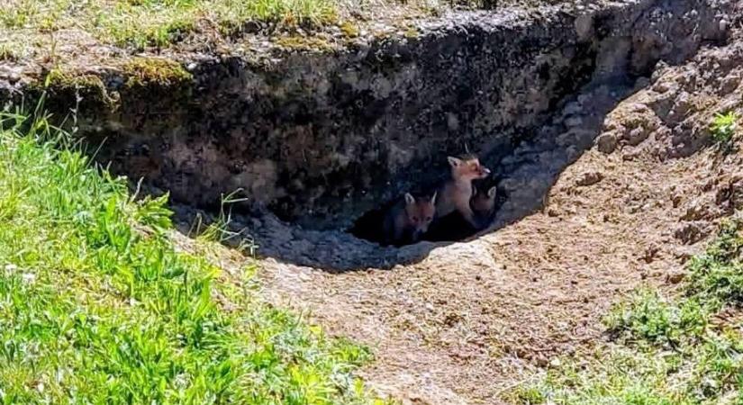 Különleges lakók költöztek be Kaposfüredre, ennél cukibbat nem látsz ma