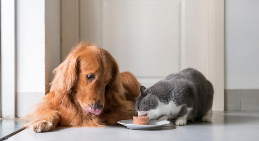 Ehetnek a kutyák macskaeledelt? A szakértők szerint ez egy nagyon fontos kérdés