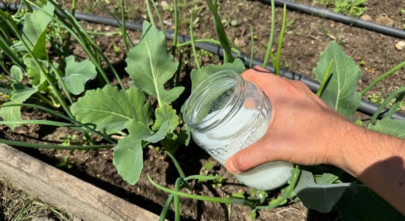 2 kanál 10 literre és a talaj olyan lesz, mint a feketeföld: ezzel az olcsó oldattal öntözöm a veteményest