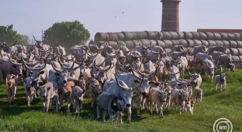 Kihajtási ünnep Hortobágyon