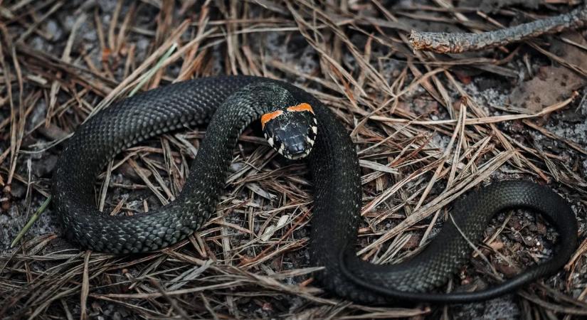 Ilyet sem látni mindennap: döbbenetes kígyót videóztak le Magyarországon