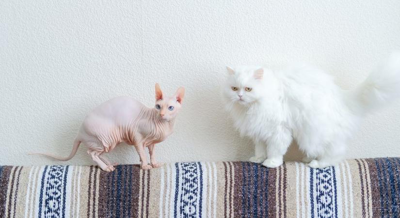 Te tudod milyen fajtájúak ezek a híres filmes macskák? – Kvíz