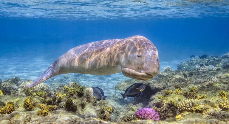 Donald Trump háborúja a tengeri teheneket és a bálnákat is veszélyezteti