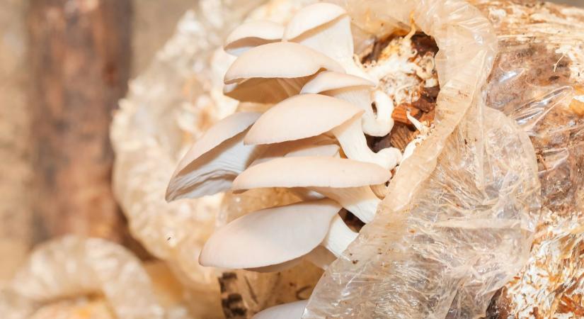 A túlélésért küzdenek a professzionális gombatermesztők