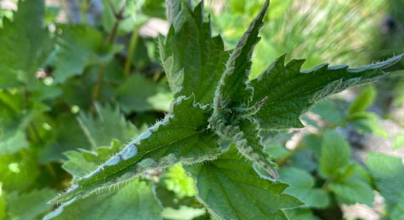 A csalán hatása: ezért pörög most mindenhol – a magja a libidót is beindíthatja (videó)