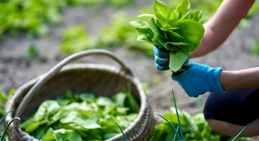 Dédanyáink elfeledett ősi kincse: nem gyom, hanem szuperfinom a hamis spenót - ne nyírd le a labodát!