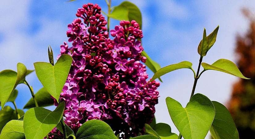 Az orgona csodája: lázat csillapít és jó gyomorproblémára is (galéria)