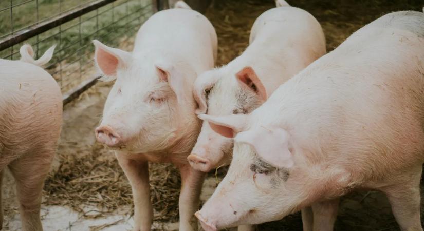 Félelmetes sertésbetegség ütötte fel a fejét Somogyban