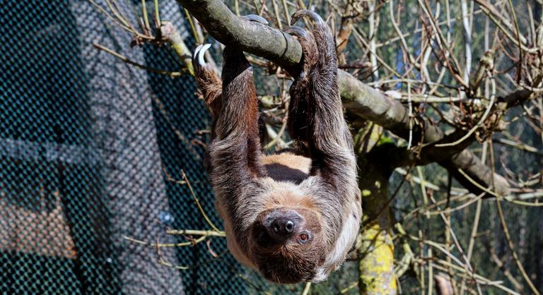 Dráma Floridában: 31 lajhár pusztult el szörnyű körülmények között még az állatkert megnyitása előtt