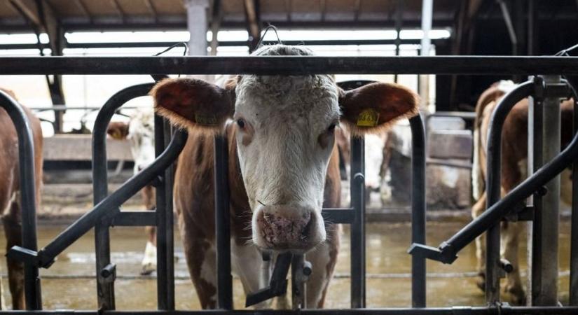 Egyre olcsóbb a tej, de ne örüljünk korán, megjöhet a böjt