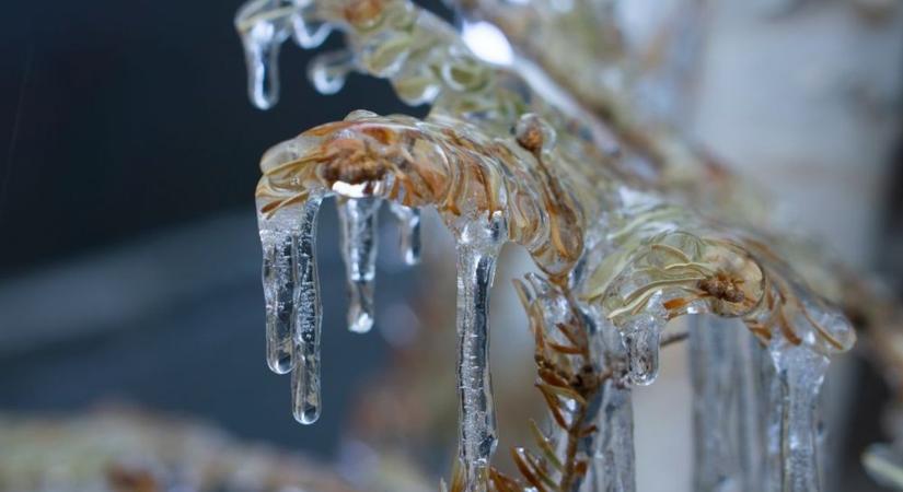 Milliárdok érkeznek a gazdákhoz: most derül ki, kik kapnak pénzt a fagykár után!