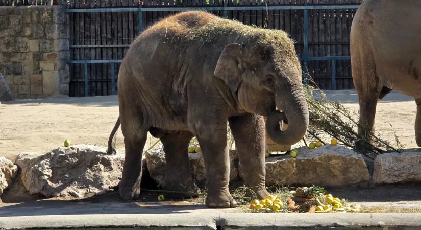 Felköszöntötte a Fővárosi Állatkert Samut, a kiselefántot