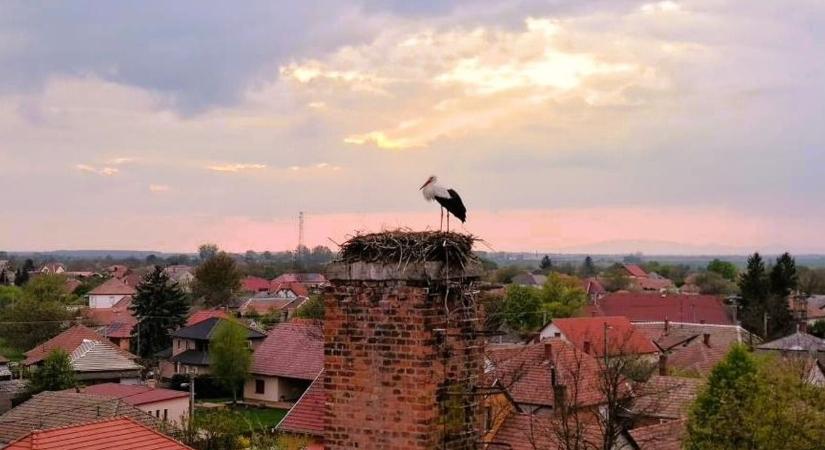 Soha ki nem találná a páros hölgytagjának nevét – szavazással dőlt el, hogy hívják a poroszlói gólyapárt