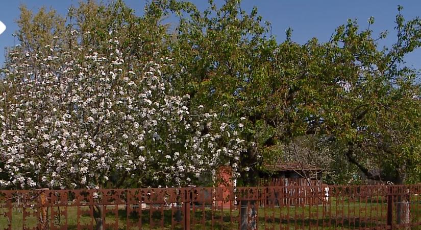Egyelőre nincsenek komolyabb fagykárok Vásárhelyen