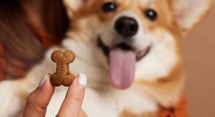 Házi jutalomfalat kutyáknak: sütőtökkel és mogyoróvajjal készül