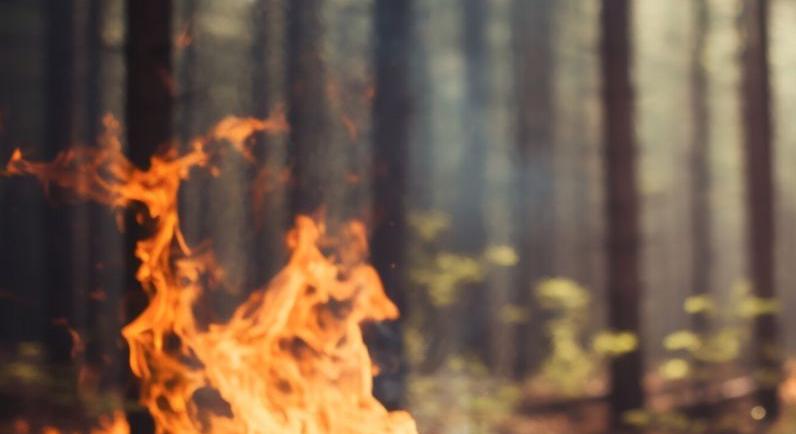 Kigyulladt az erdő aljnövényzete Nyírmártonfalvánál
