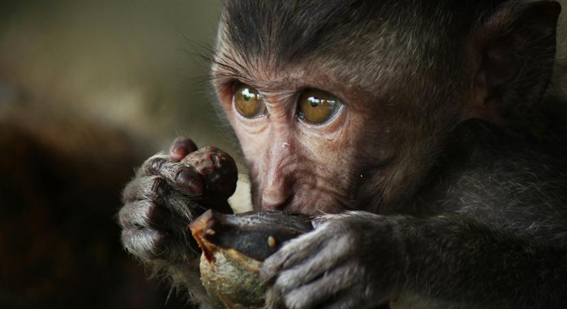 Miért esznek földet a gibraltári majmok? A turisták miatt alakult ki ez a furcsa szokás