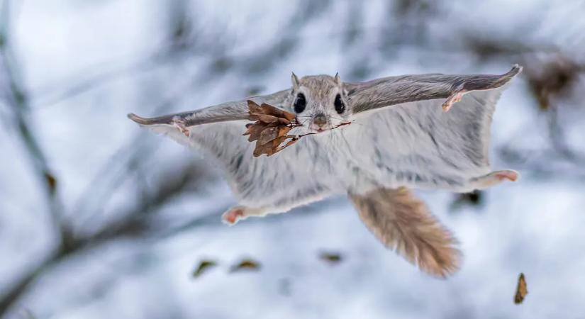 Állati jelenetek, a természet mókás pillanatai