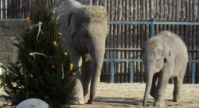 Ötéves lett Samu, a Fővárosi Állatkert kiselefántja