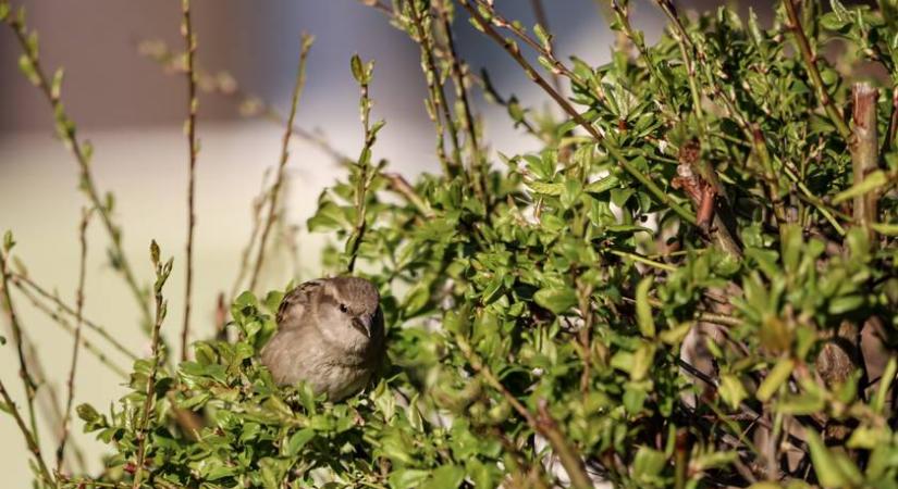 Apró, kedves állatoknak ártasz, ha ezt csinálod a kertben: így óvhatod a rejtett madárfészkeket