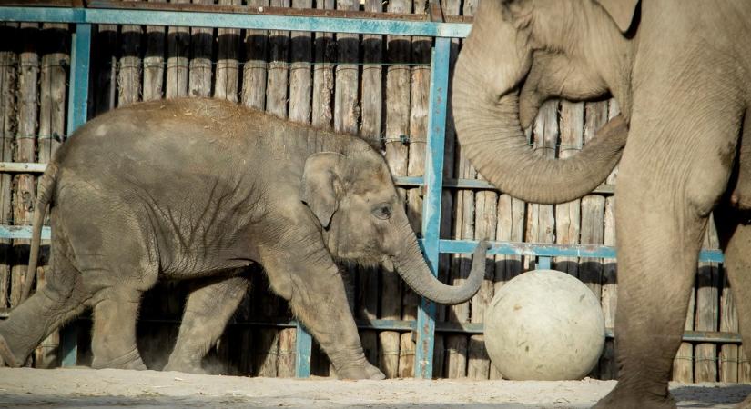 Ötéves lett Samu, a kiselefánt - videón, ahogy először medencézett, az állatkert is felköszöntötte