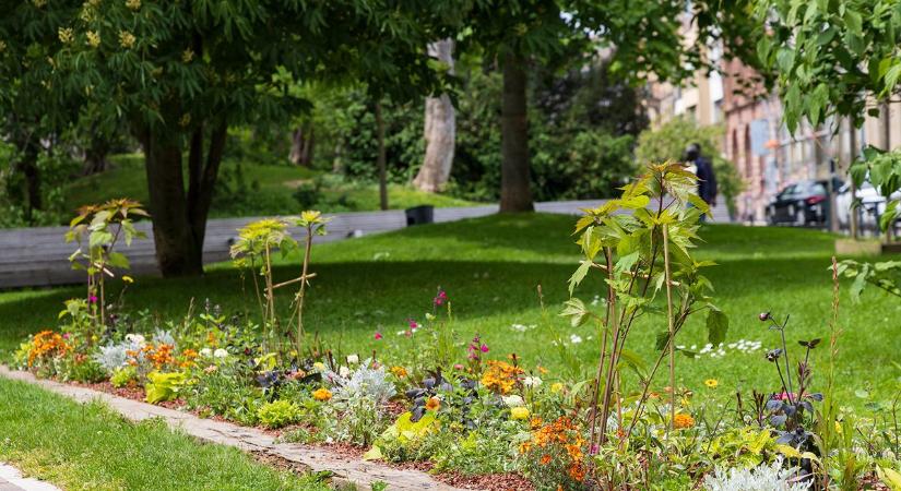 Kopár paneludvarból virágzó oázis: így készül a városi méhlegelő