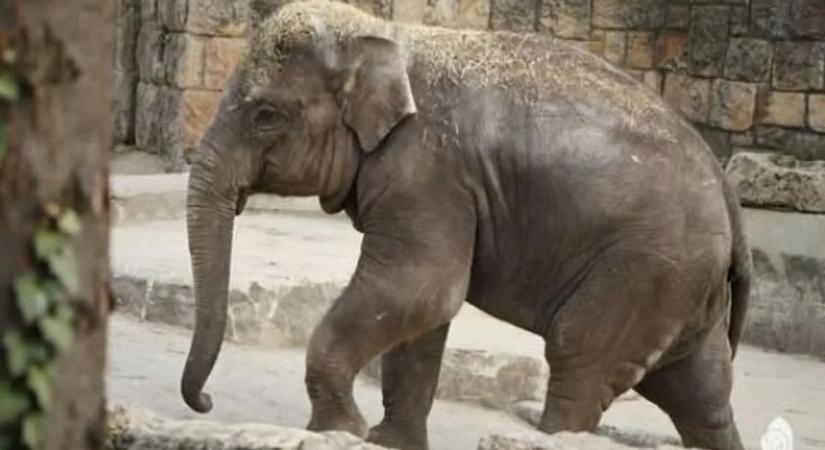 Pár éve még az egész ország aggódott érte, mára sokak kedvence lett