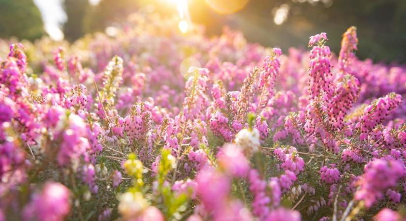Sárkányeregetés - tavasszal nehezebb felelősségteljes felnőttnek lenni