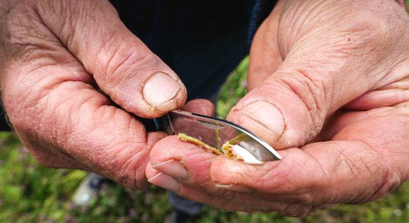 Komoly károkat okozott a tavaszi fagy, hatalmas összeget osztanak szét a károsult gazdák között!