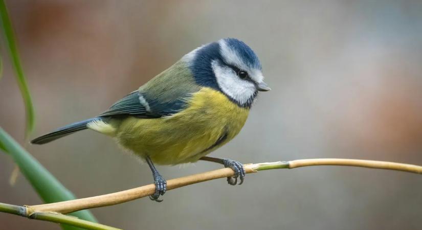 Ezzel a mobilappal azonosíthatja a madárcsicsergést