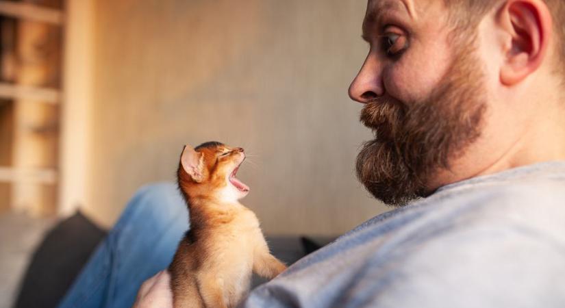 Mit mond a macskád? Útmutató a leggyakoribb macskahangokhoz (videó)