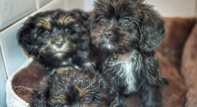 Szatyorban voltak a kutyák Nyékládházánál