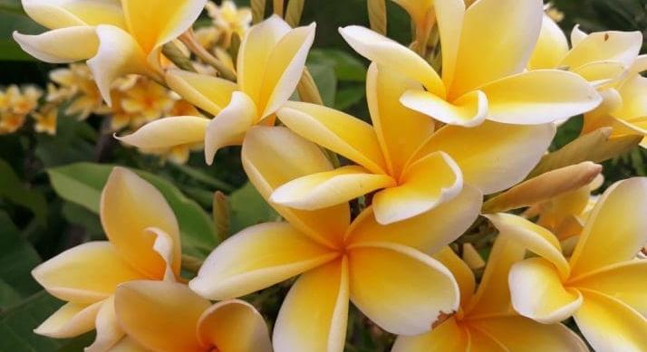 A tavasz nem évszak, hanem kollektív diagnózis