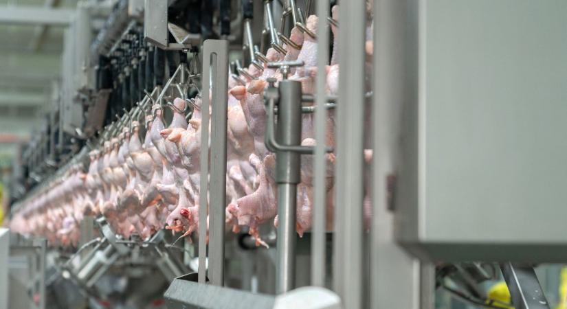 100 millió csirke évente: világszintű fejlesztési tempót diktál a magyar húsóriás