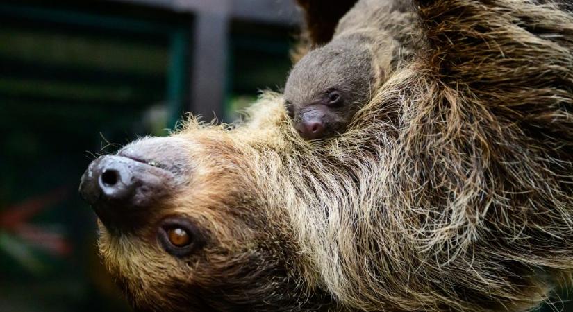 31 lajhár pusztult el még mielőtt megnyitották volna velük a világ első lajhárparkját