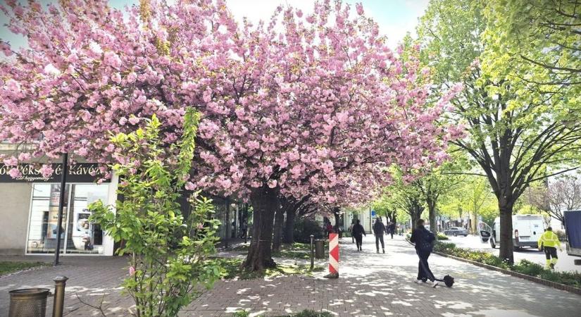 Ismered Zala tavaszi arcát, felfedezted már virágzó szépségét? – kvíz