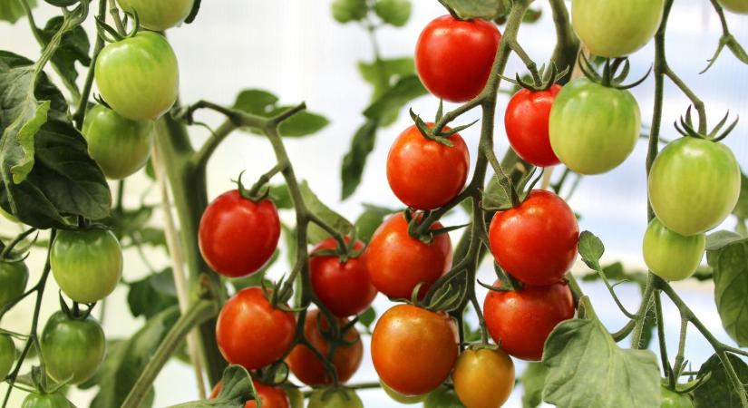 Borul a papírforma: a török geotermia és a marokkói koktélparadicsom tarolja le a piacot