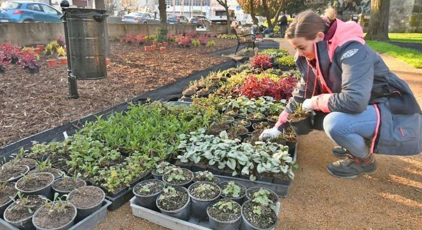 A megfelelő talaj az ültetés kulcsa: egy apró változtatás, és máris bőséges a termés