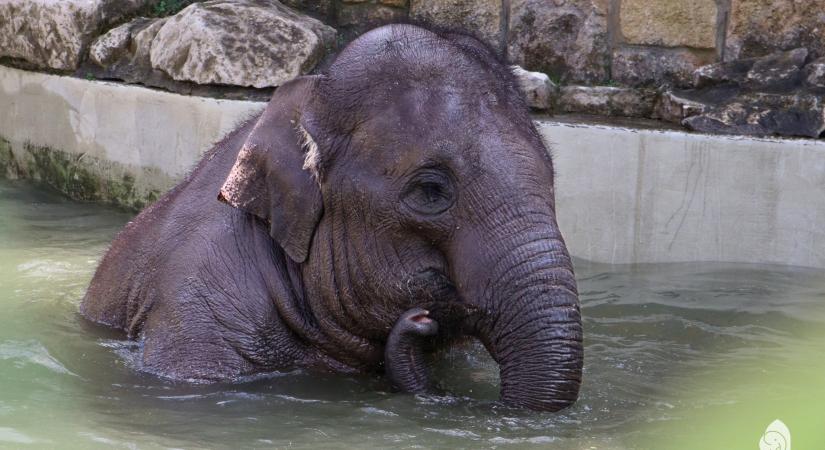 Boldog szülinapot, Samu!