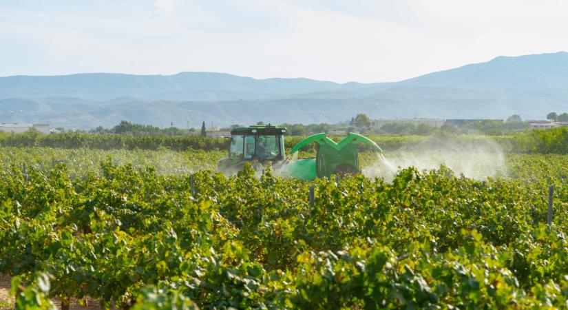 Még elkerülhető a totális szőlőkatasztrófa Magyarországon? Lépett a hatóság: újabb pusztító vegyszer kapott zöldutat
