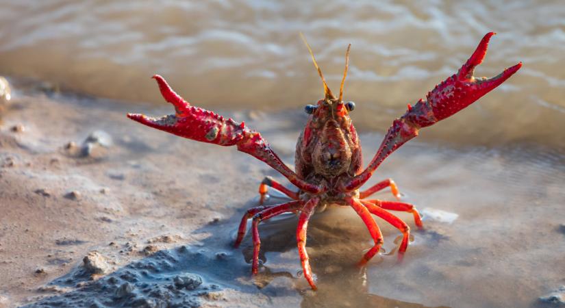 Jobban pörög az invázió, mint bármikor: a legtöbben nem is sejtik, mi történik