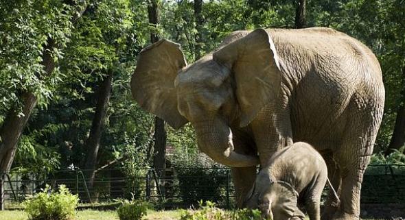 Ötéves lett Samu, az elefánt