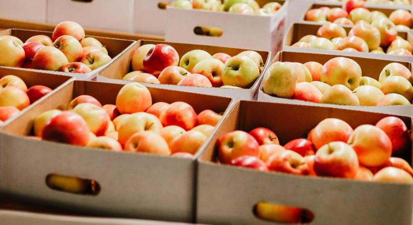 Aki nem vált, az kiesik a piacról: így tervezik a profik a hűtőházaikat 2026-ban