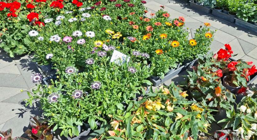 Megrohanták a Vásárcsarnokot szombaton – mutatjuk az árakat is!