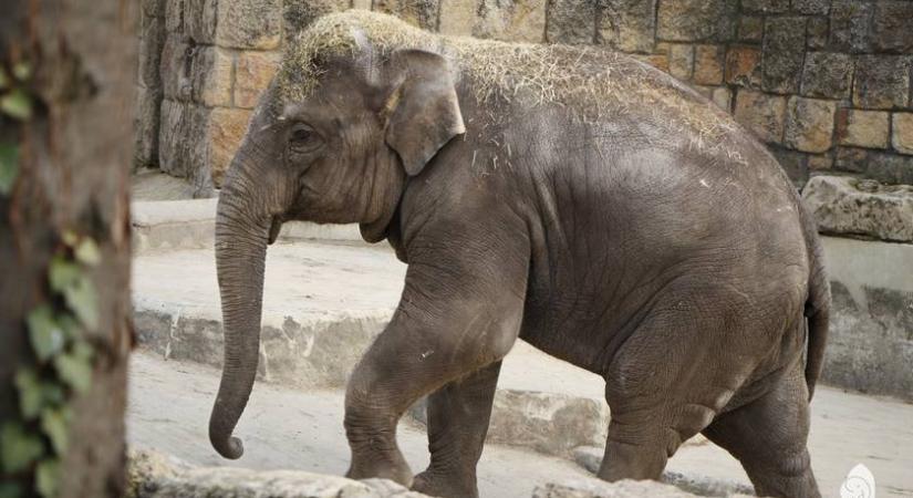 Ilyen tortát kapott Samu, a budapesti állatkert 5 éves kiselefántja – Ma köszöntötték