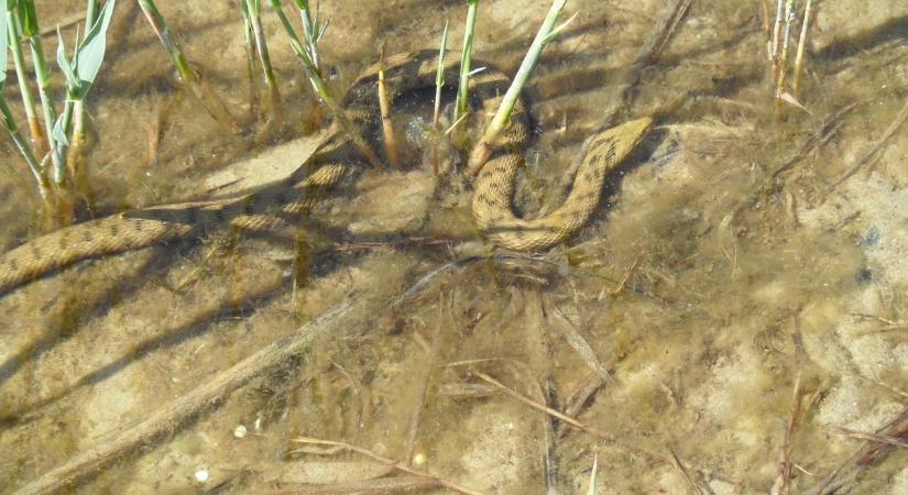 Veszélyes árny suhan a Csörge-tóban – kígyó bukkant fel vadászat közben!