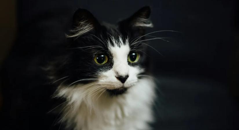 Elrabolták a család kedvencét, majd olyan helyre került, ahol megölték – videó