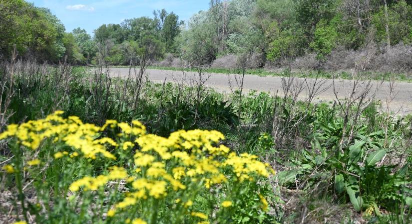 Virágok még vannak, a víz azonban mára eltűnt a Betekints-holtágból – galériával, videóval