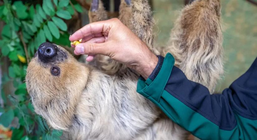 Harmincegy lajhár pusztult el Floridában még azelőtt, hogy megnyitották volna a beígért lajhárparkot